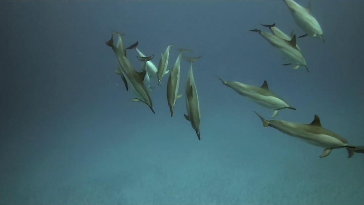 Hawaiian Spinner Dolphins, Kailua Kona, Hawaii 05212020 YouTube