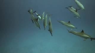 Hawaiian Spinner Dolphins, Kailua Kona, Hawaii  05212020