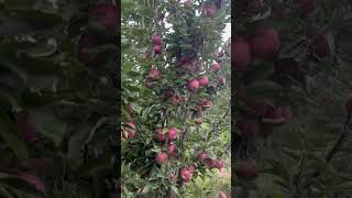 #frutas #fruit #manzanas #mexico #agricultores #chihuahua #parati