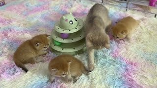 Funny sister cat playing new toy together with her 3 cute kittens by BoBo & BunBun 1,015 views 1 year ago 2 minutes, 51 seconds