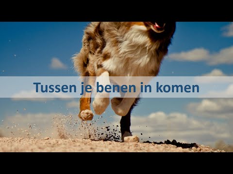 Video: Honde En Bene: 'n Gevaarlike Kombinasie