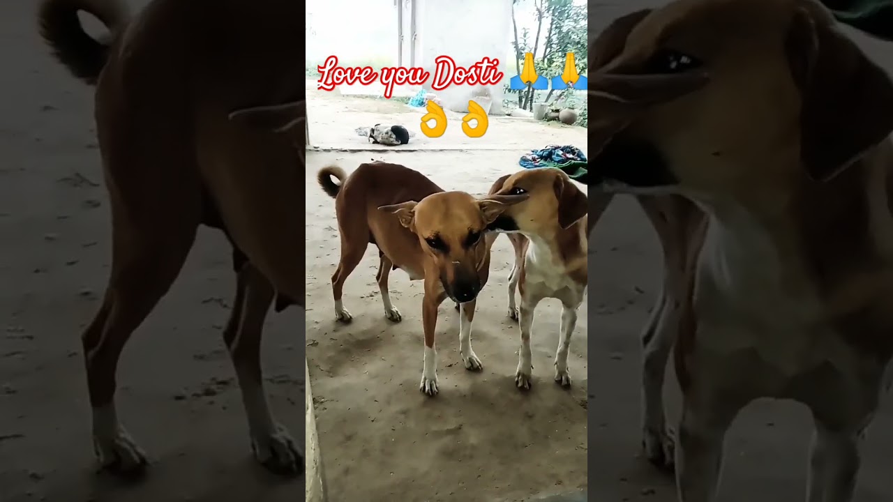 steel dogfluto tingu ki dosti 