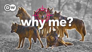 Why the EU voted to start killing wolves