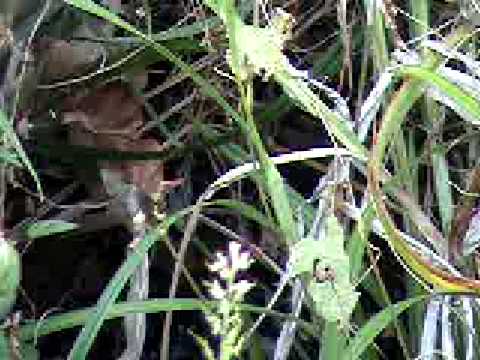 (#511 L&M-YAP) AERO INSECT (2)