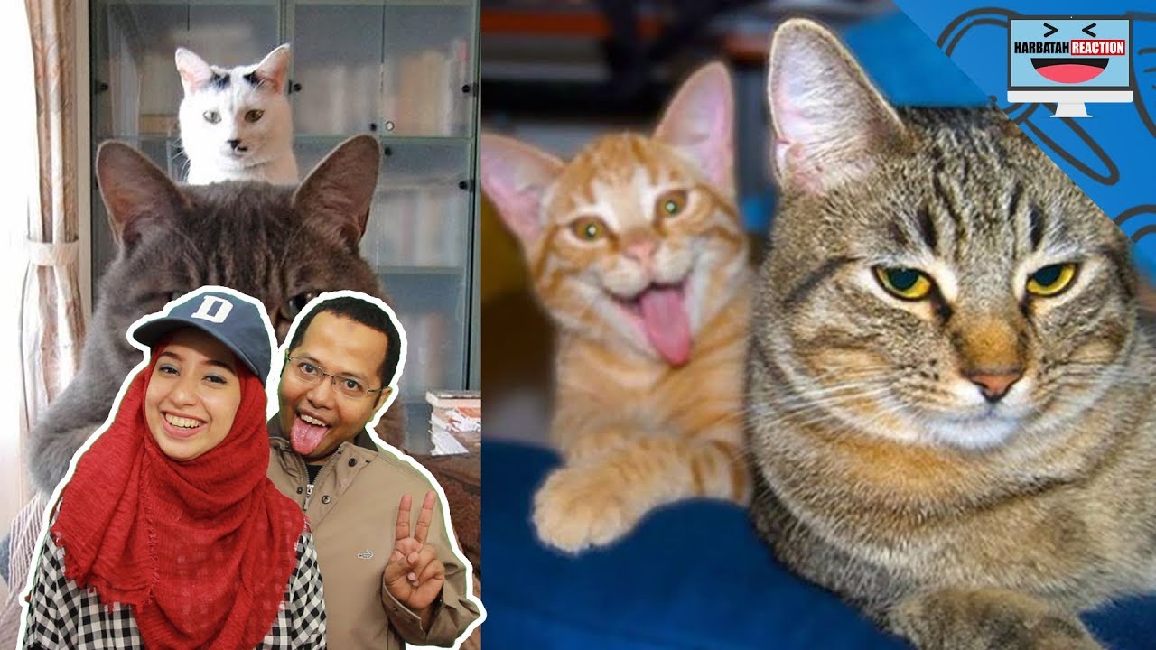 27 TINGKAH KUCING YANG LUCU YouTube