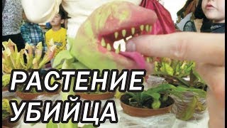 Растение убийца у Вас дома // Мухоловка  // Условия содержания и размножения