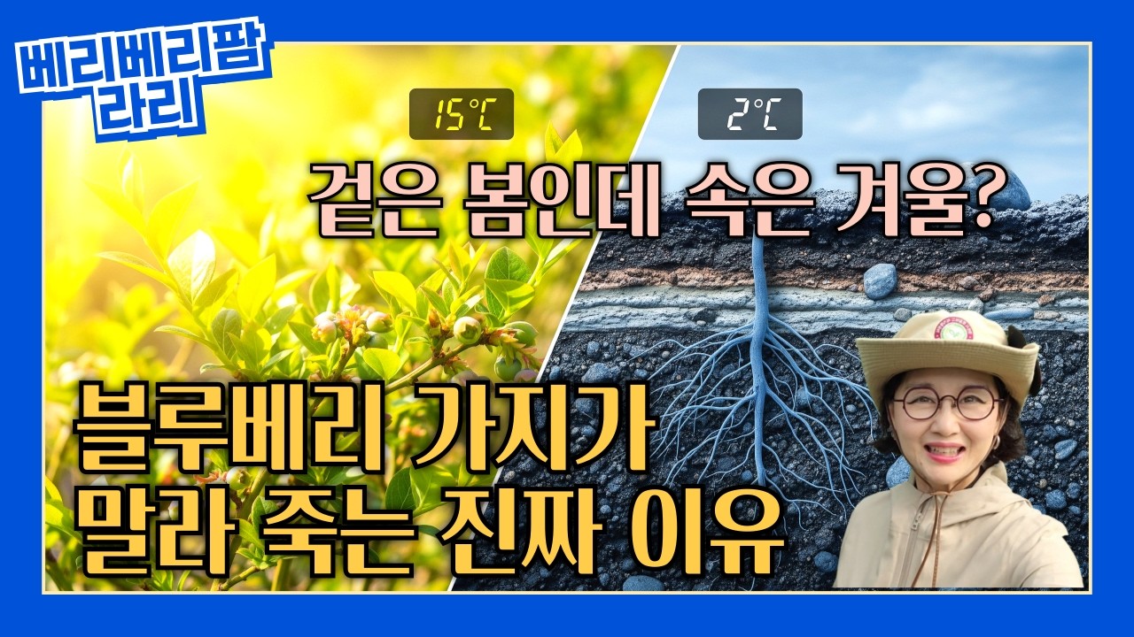 블루베리 가지가 말라 죽는 진짜 이유 (동해 아닙니다!) 블루베리 봄 가지 마름 원인