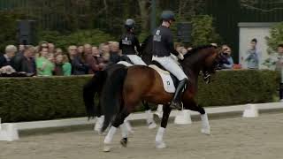 Van Olst Horses Inclusive stallionshow 2023