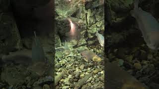 fish #nature #alaska #wildlife #cool #animals #cute #animal #pet #fishing #fish #funny #fun #swim