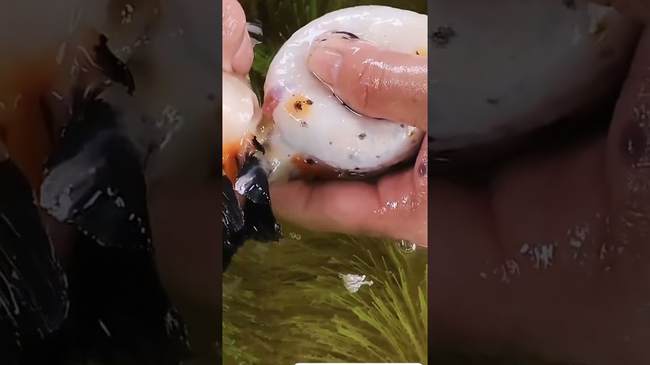 Artificial Propagation Process of Ranchu Goldfish