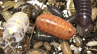 Armadillidium vulgare St. Lucia Isopods: “Forbidden Jelly Beans” by Aquarimax Pets 2,167 views 2 months ago 5 minutes, 4 seconds