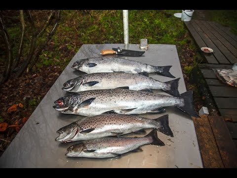 как поймать лосося на онежском озере