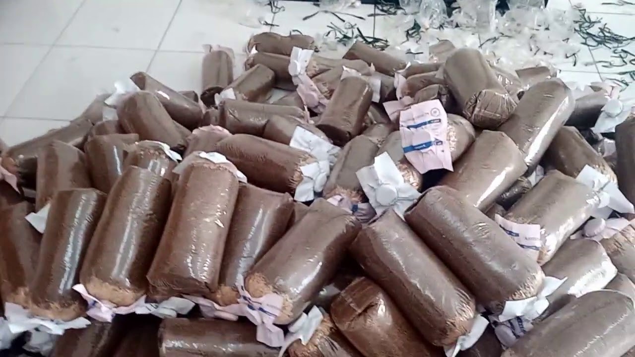 Jamur tiram part 1 bibit F2 untuk 10-20 kantong baglog 