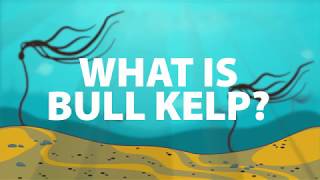 What is Bull Kelp