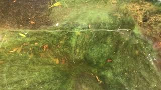 Blanket Weed Problem