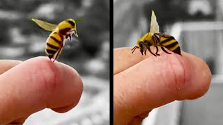 Bee Stings Human and then Apologizes