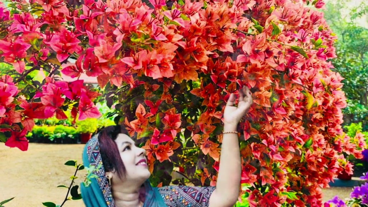 New year offer and gift for 10 #  80+Newly arrived rare varieties Malasian bogainvilla for sale✨