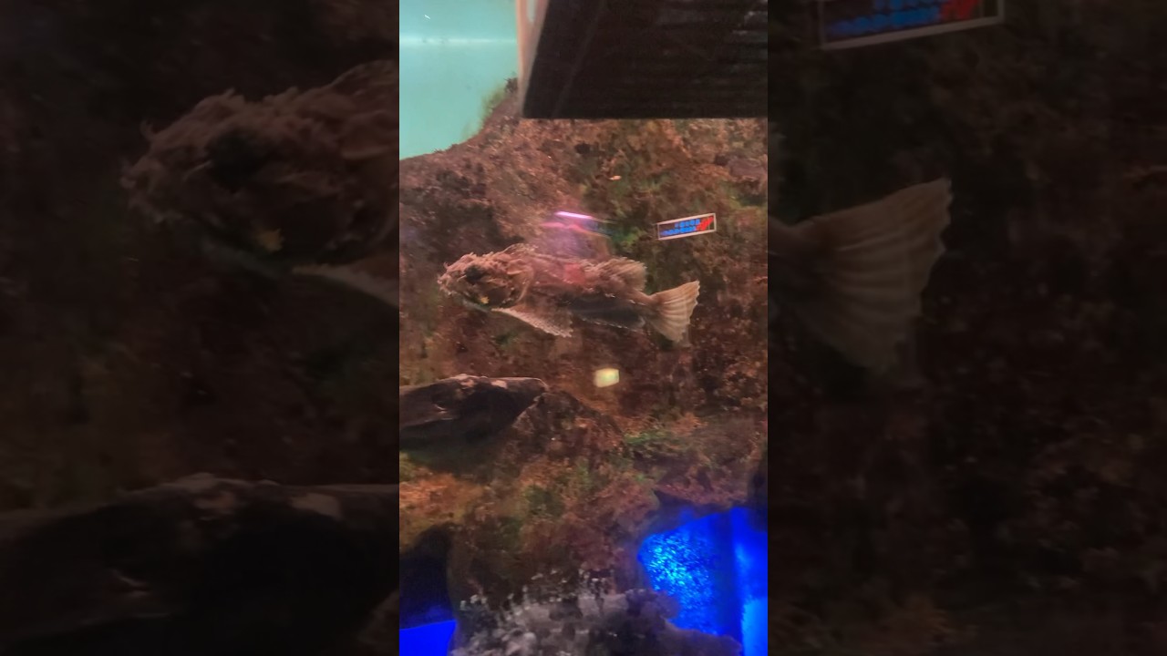 ケムシカジカ　寺泊水族博物館　Shaggy sea raven