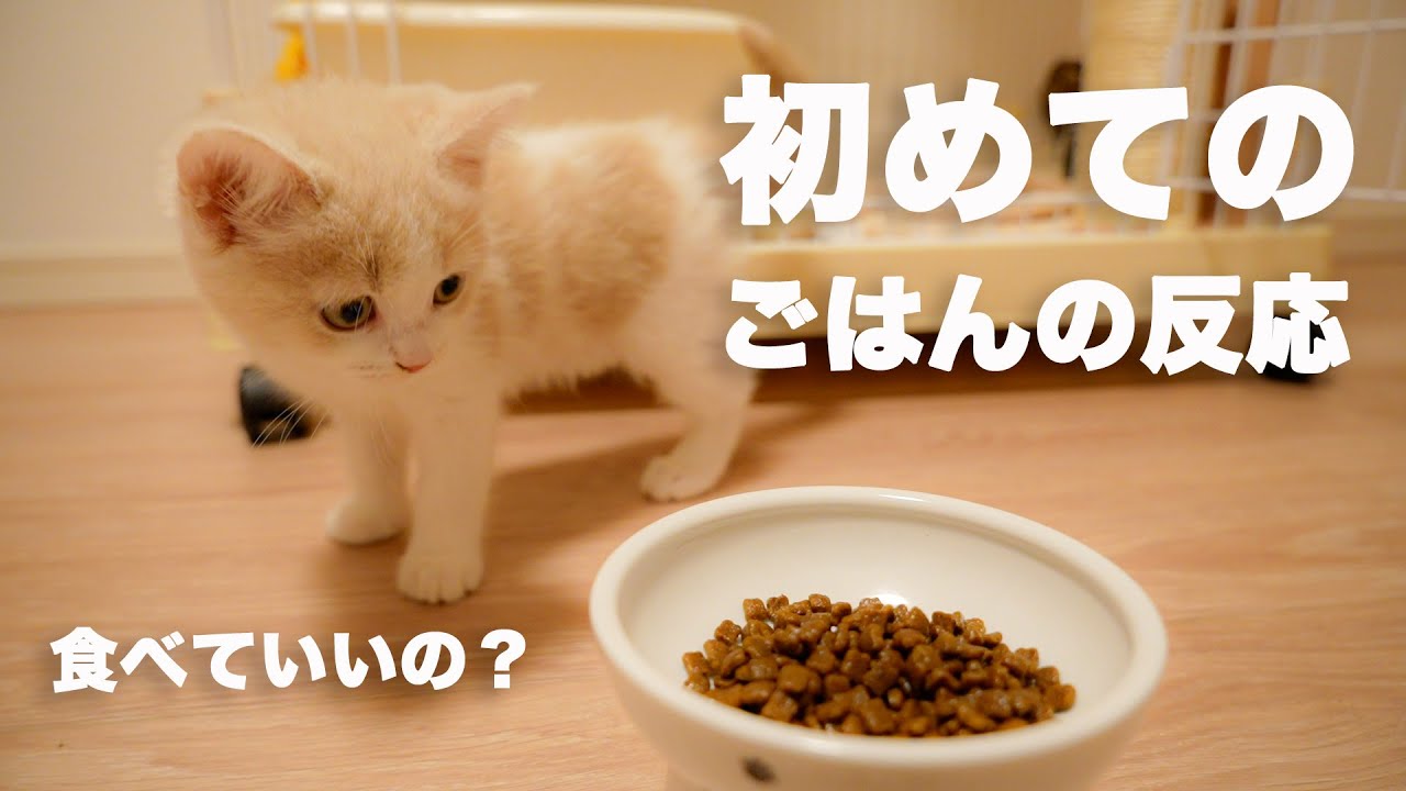 【初めてのごはん】ごはんの後すぐトイレに駆け込む子猫の様子が可愛い【生後2ヶ月の子猫】