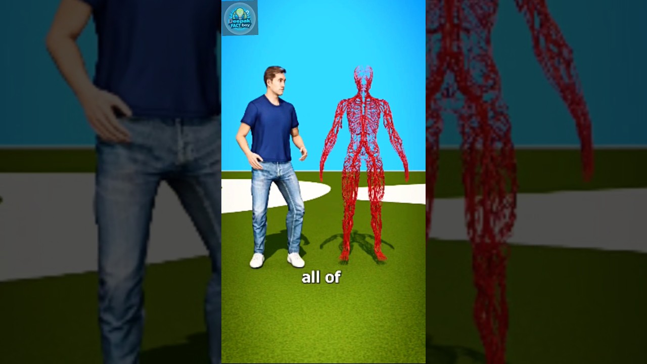 Size of Human Blood Vessel Network Compared to Earth”❓️🤔
