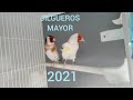 jilgueros mayor 2021