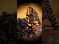 SAVAGE LEOPARD ATTACK! GAZELLE PERISHES FOR BABY! #तेंदुआशिकार #क्रूरशिकारी #पशुराज्य #तेंदुआबच्चा
