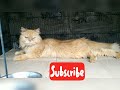 Quality cat female #persiancat #catlover #cakelovers #persiancats