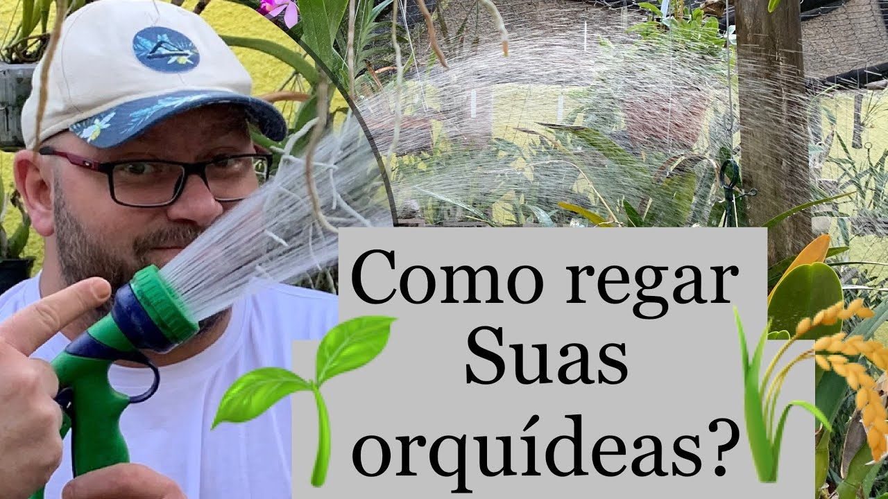 Qual a rega ideal para suas ORQUÍDEAS ?| ESCOLA PARA ORQUIDÓFILOS