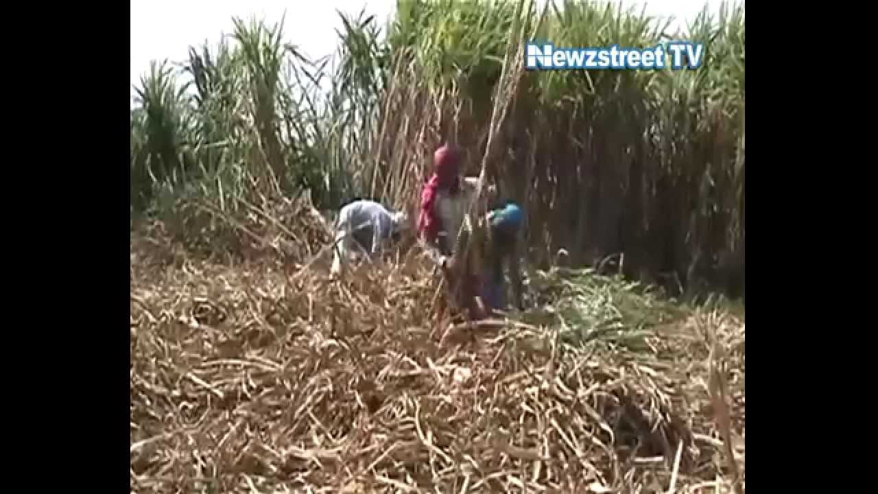 Government raises sugar import duty to 25 from 15