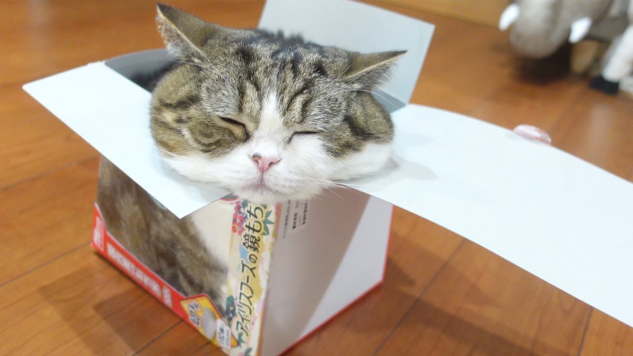 鏡もち箱とねこ4。-Kagami Mochi Box and Maru 4.- - YouTube