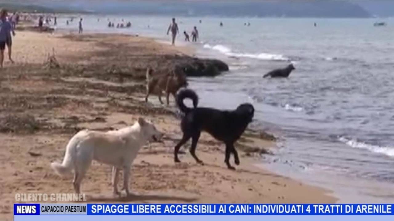 Capaccio Paestum Spiagge Libere Accessibili Ai Cani Individuati 4 Tratti Di Arenile