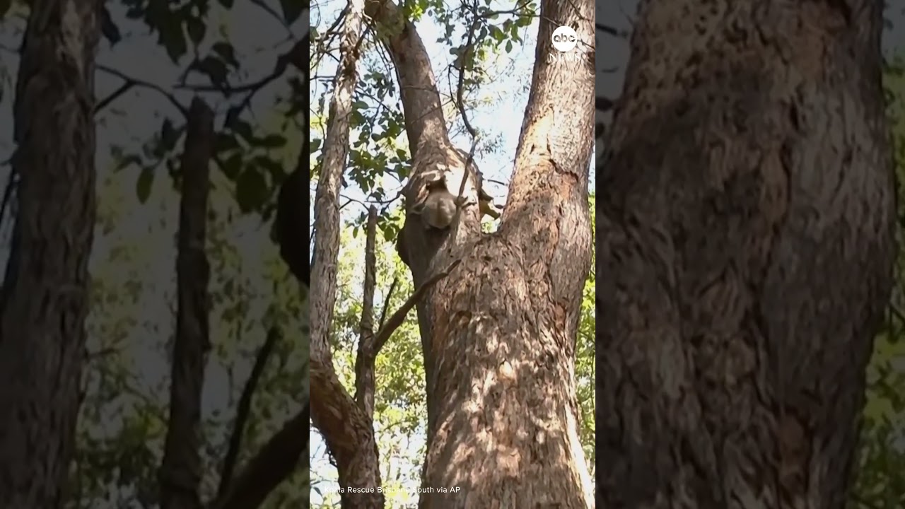Rescued koala rides the bus to safety