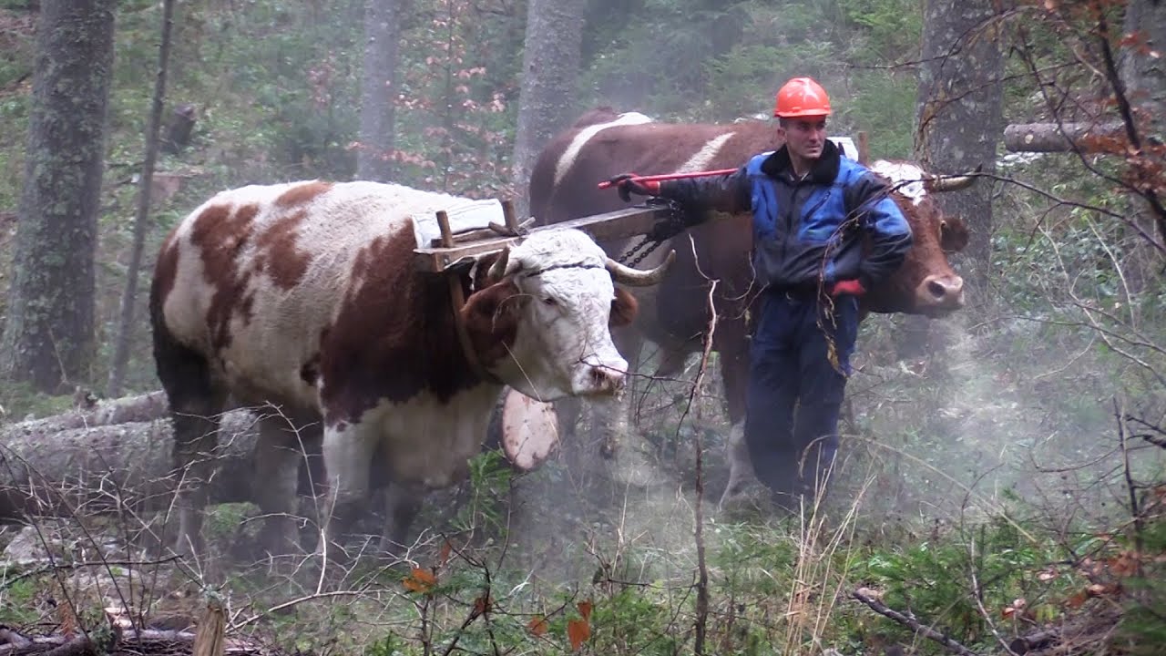 VUČA SA VOLOVIMA - BORIKE PLANINA DEVETAK !