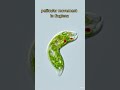 pellicular movement #biology #shortvideos #science #study #shorts