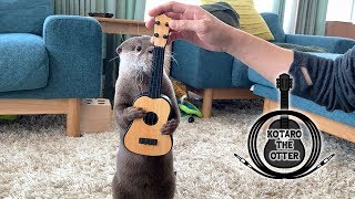 カワウソ コタロー　ギターを弾く　Kotaro the Otter How to Play the Guitar