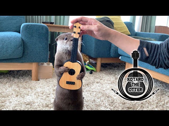 カワウソ コタロー　ギターを弾く　Kotaro the Otter How to Play the Guitar