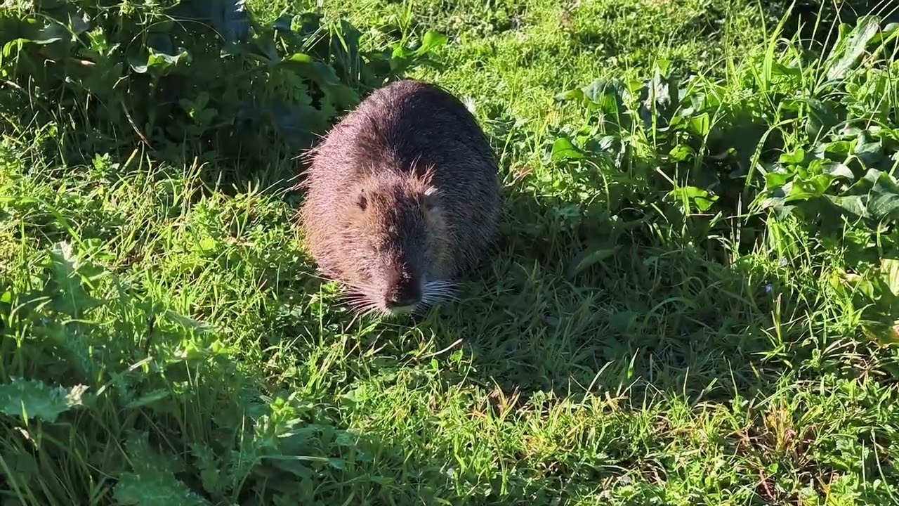 Nutriile sapă, digurile cad, inundațiile amenință | Ce se întâmplă în Toscana