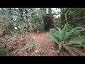 Walking with two dogs in British Columbia in VR180