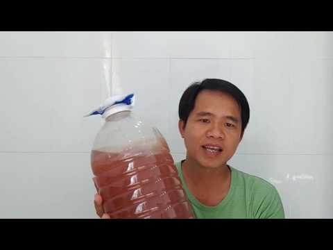 Video: Vi khuẩn quang hợp khác vi khuẩn quang hợp như thế nào?