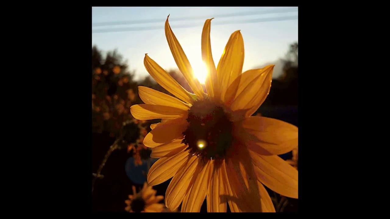 [FREE FOR PROFIT] chill acoustic guitar type beat - sunflower