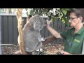 Koala hospital Port Macquarie