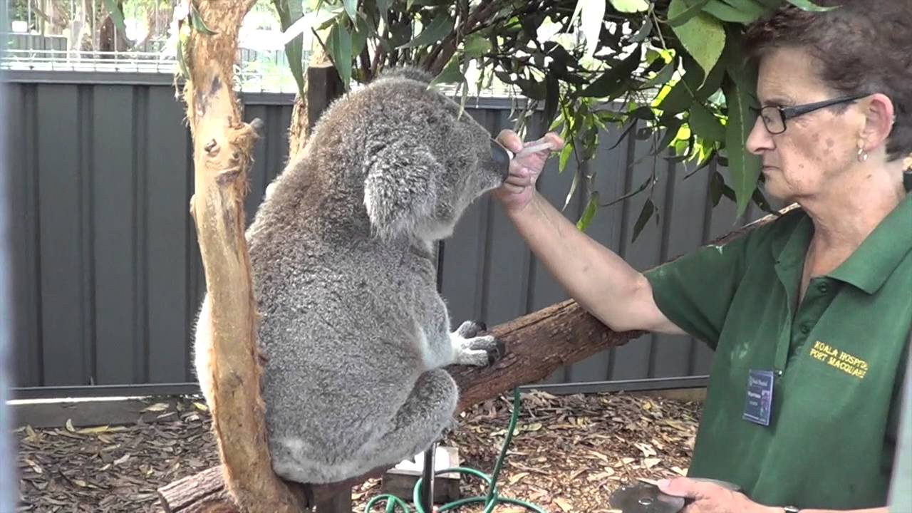 Koala hospital Port Macquarie YouTube