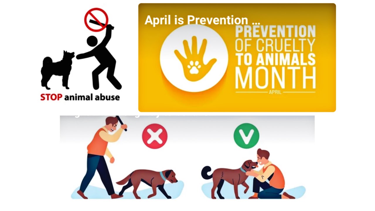 Prevention of Cruelty to Animals | Stop Animal Abuse | - YouTube