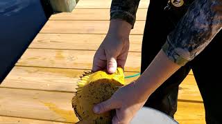 Juvenile tripletail caught in the North fork of the St Lucie River!