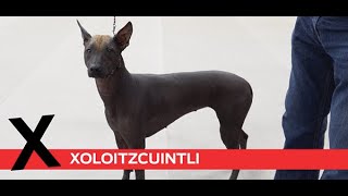 X is for Xoloitzcuintli by Purina Farms 703 views 3 years ago 2 minutes, 9 seconds