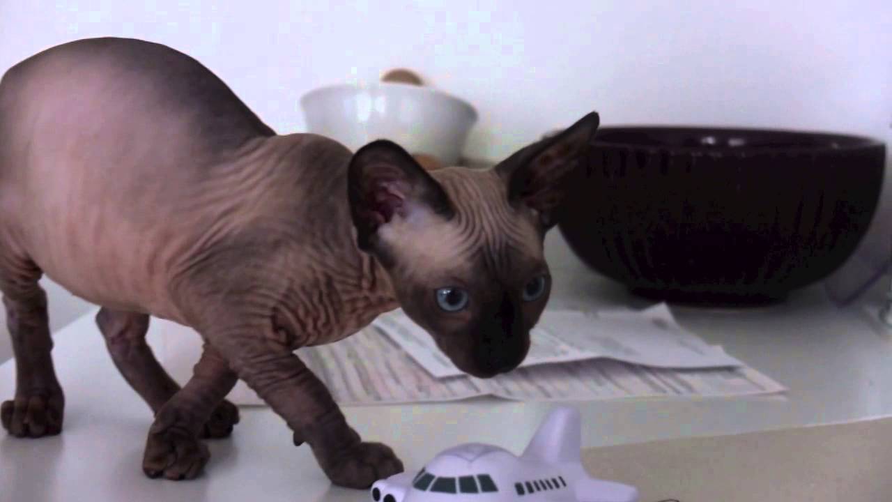 Most ugly cat in the world - beautiful Greta. Kot rasy sfinks kanadyjski.