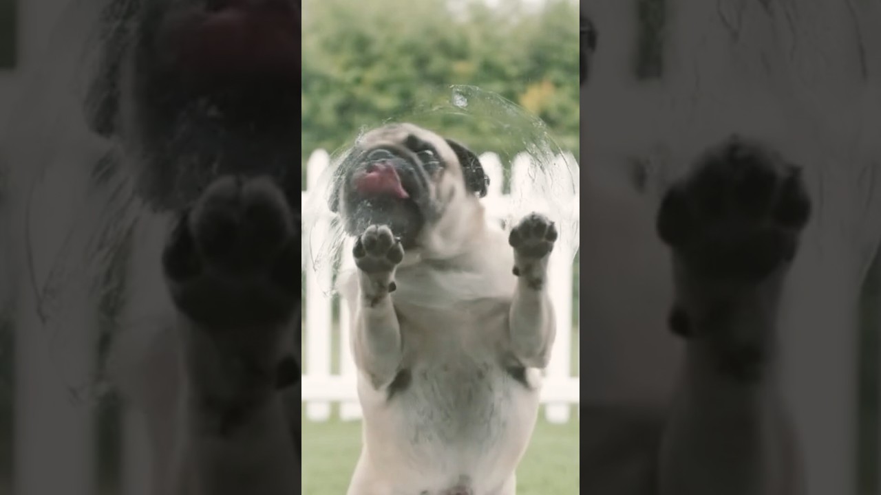 Golden Puppy's Food Revenge 🍽️🐶 