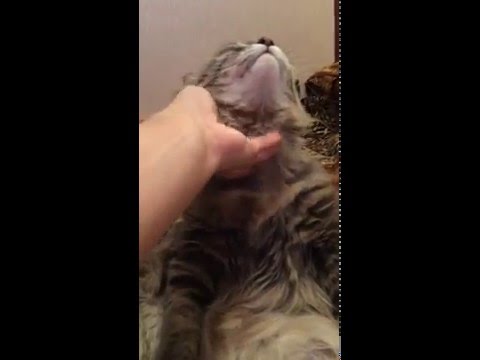 Мужик на диване! Мужик на диване!