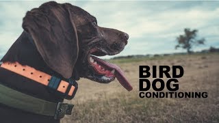 Upland Hunting Series | Bird Dog Conditioning Episode 1