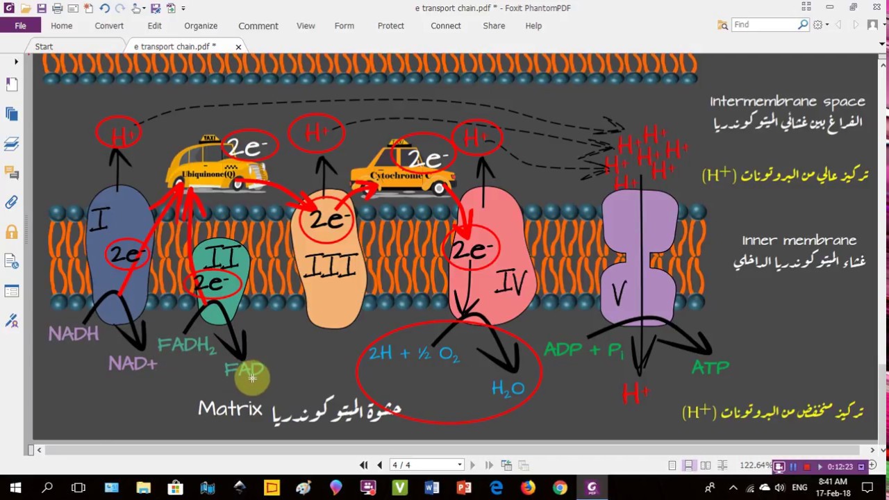Cellular respiration (التنفس الخلوي و الفسفرة التأكسدية و سلسلة نقل الإلكترونات)